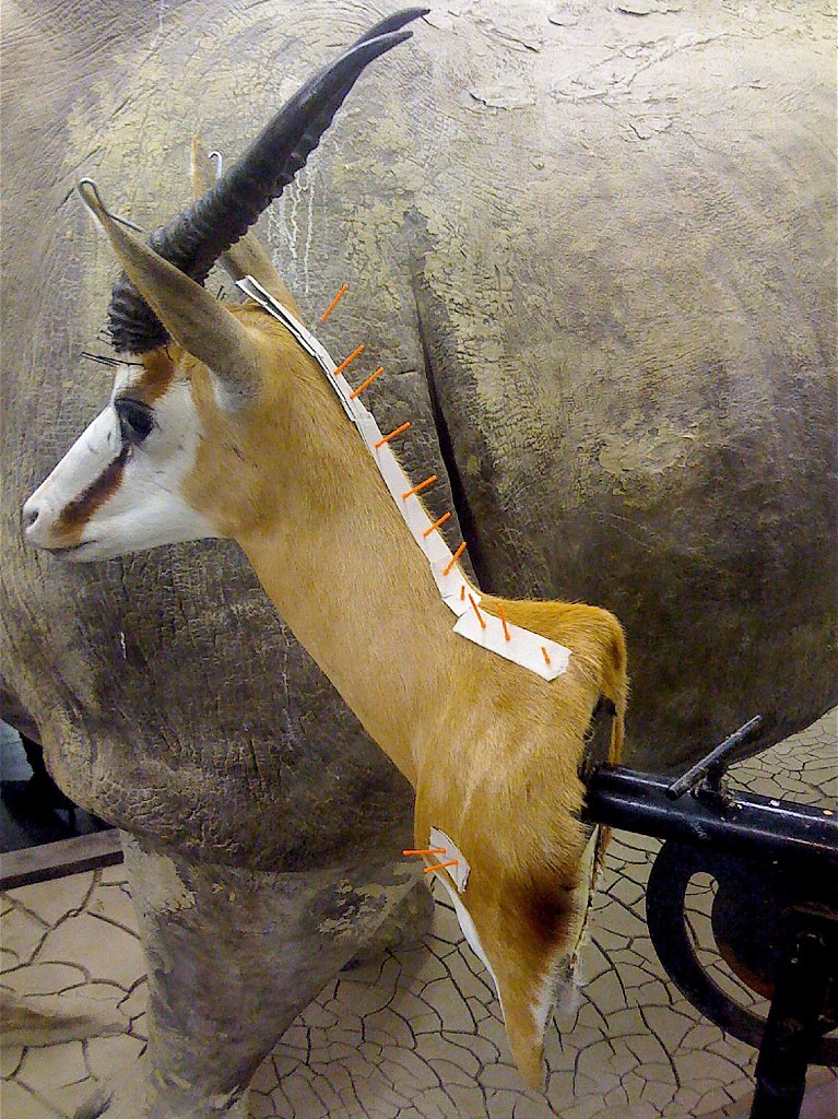 Tiere05.jpg